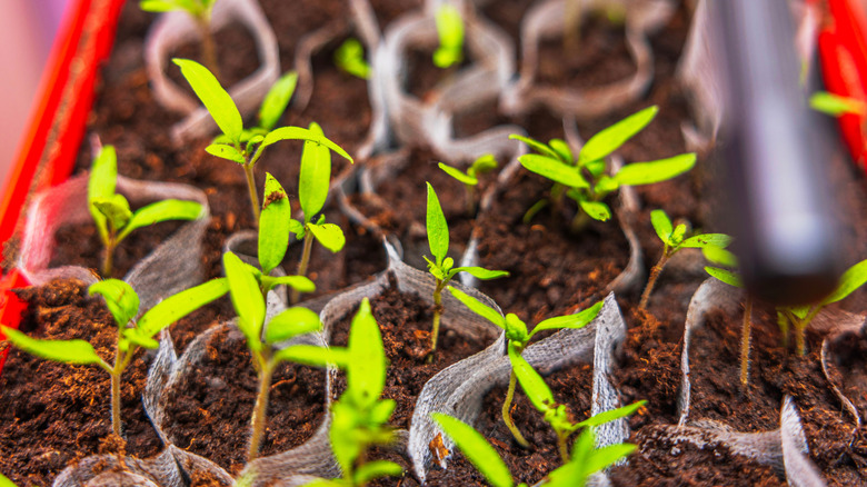 Tomato seedlings under a grow light