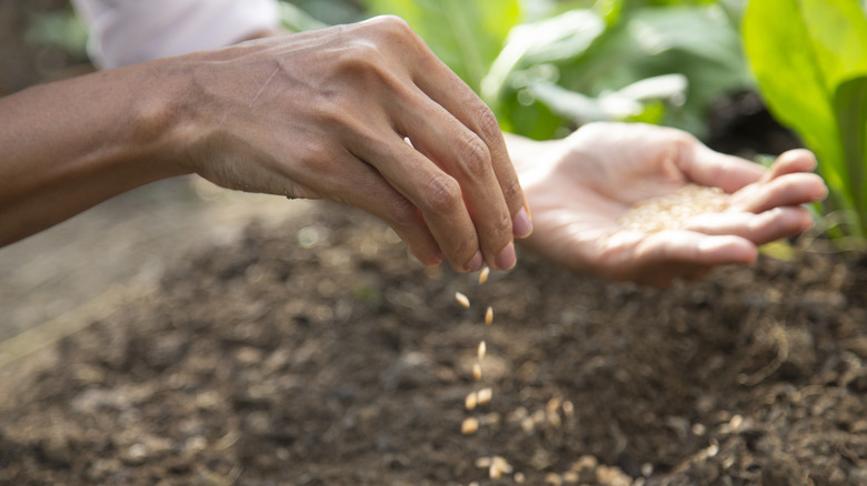 Planting seeds