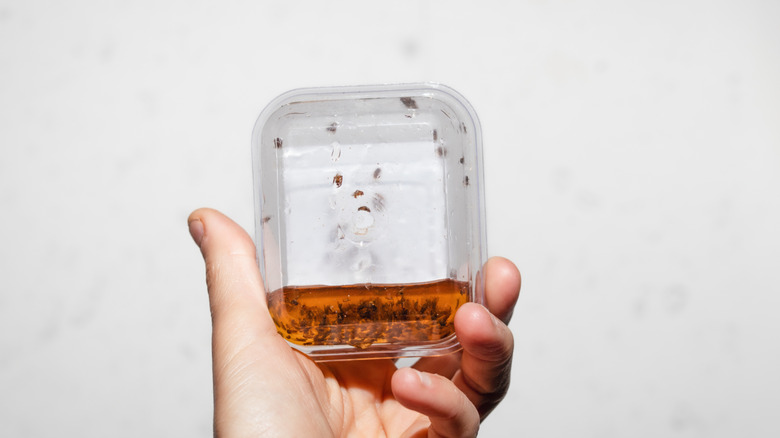 Person holding an apple cider vinegar flat trap