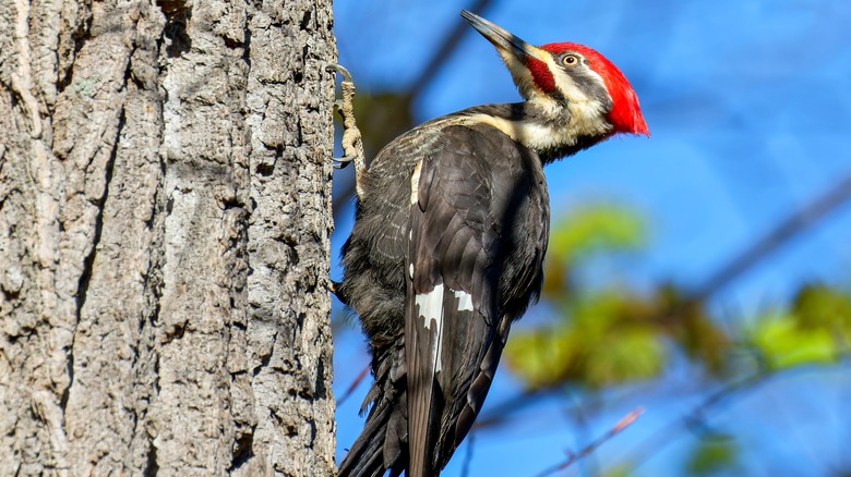 Woodpecker on a tree