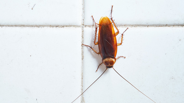 Cockroach on a white wall