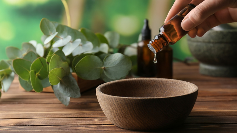 eucalyptus essential oil
