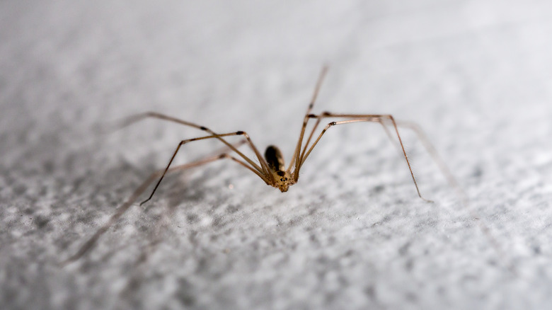 cellar spider on wall