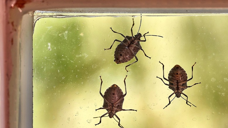 Three stinkbugs on a window screen