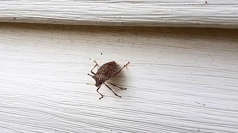 A stink bug is seen crawling along house siding
