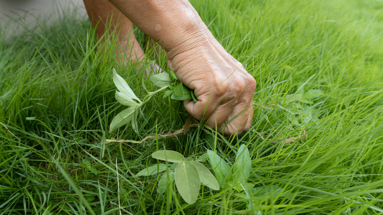 pulling grass and weeds by hand