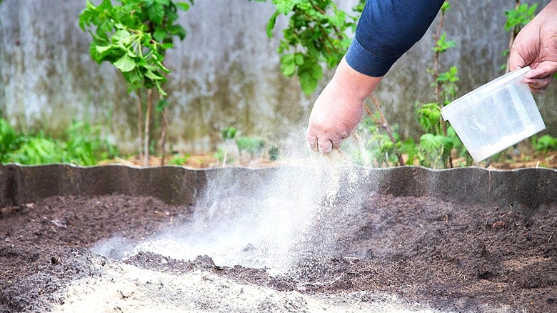 A gardener adding lime to the soil in a garden bed