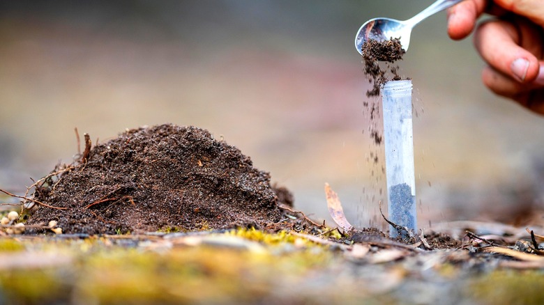 Close-up of a person collecting soil to test the composition of nutrients