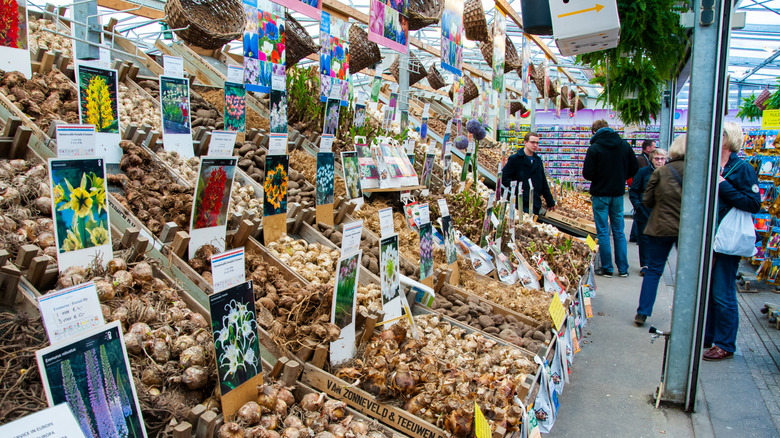 Market with a variety of spring bulbs for sale