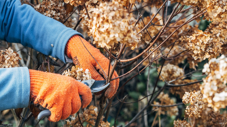 Gardener cutting back plants in the garden