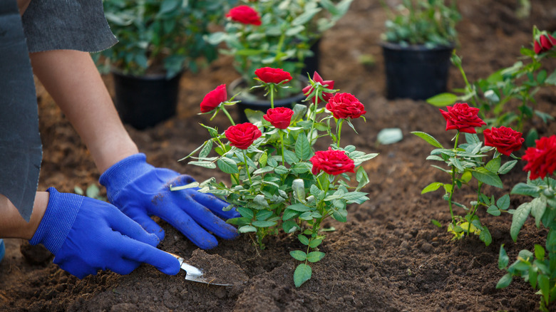 Gardener planting roses in soil