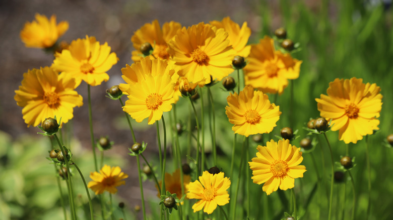 Set Your Coreopsis Flowers Up For Success With An Early Spring Feeding