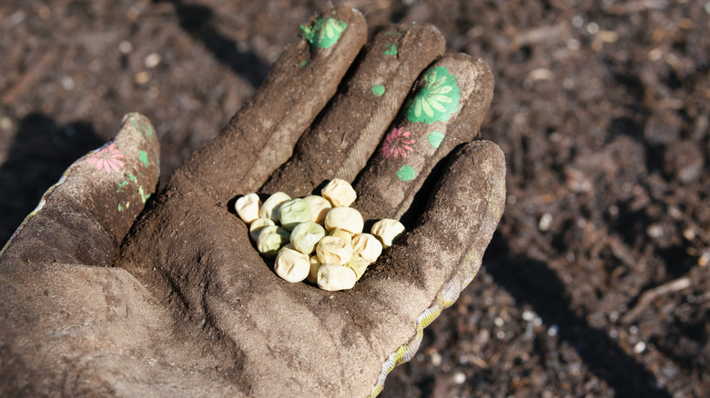 Gloved hand holding seeds over patch of soil