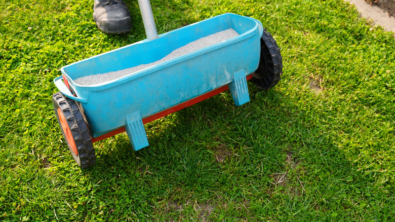 Fertilizing the lawn using a spreader