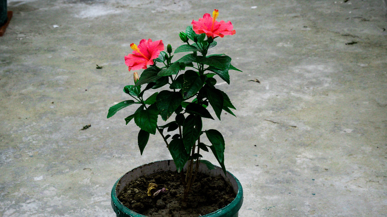 Potted hibiscus on a cement patio