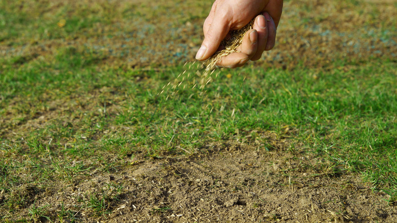 Hand pouring seeds on grass
