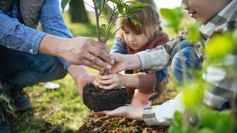 Child and two adults placing a sapling in the ground