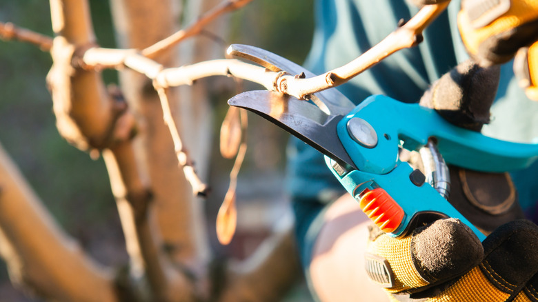 Pruners trimming a thin branch