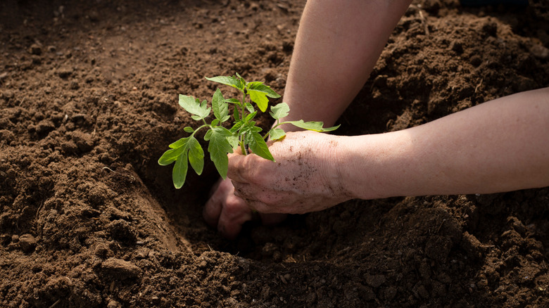 Hands planting tomato plant in soil