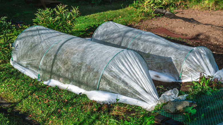 Cold frames in the garden