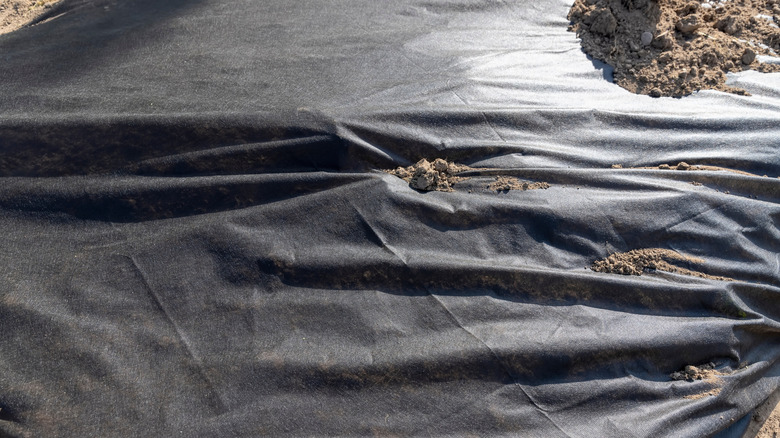 Black plastic sheeting over soil