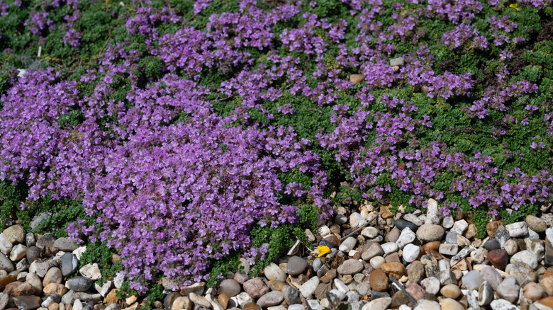 Miniature thyme growing in a gravel garden.