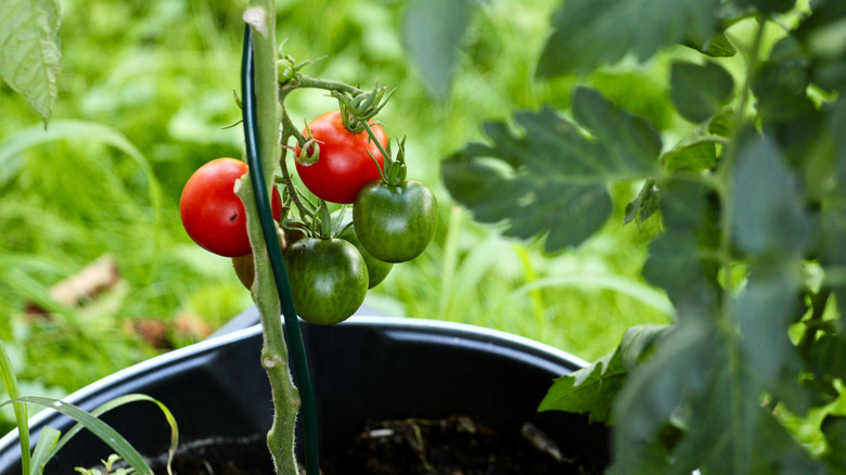 A tomato plant growing in a container and supported by a black trellis
