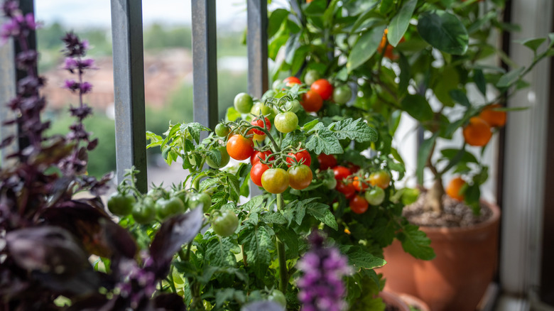 A tomato plant nestled sandwiched other potted plants and growing successfully on a balcony