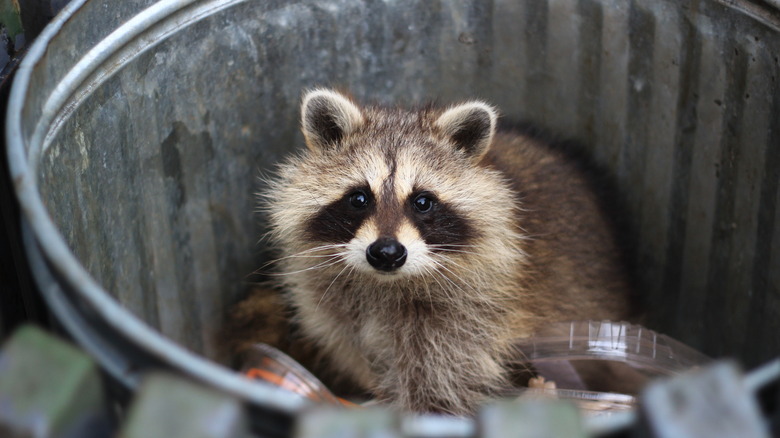 Raccoon in trash can