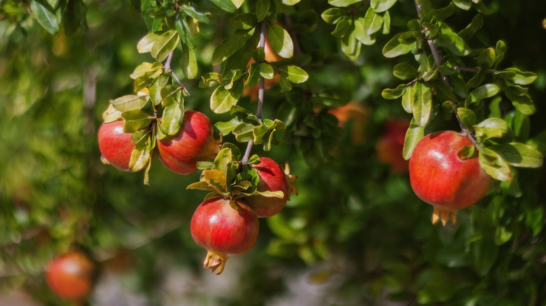 Pomegranate tree