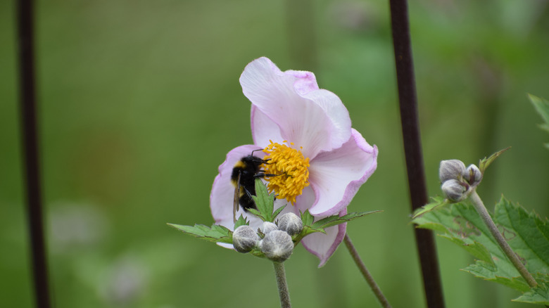 Bee in Japanese anemone.