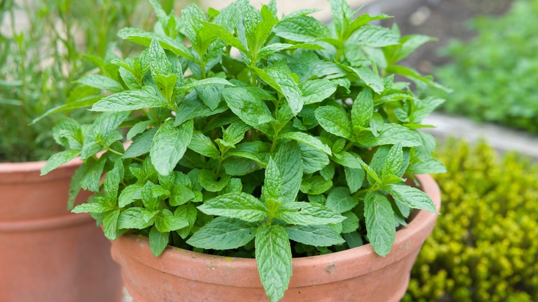 potted mint plant