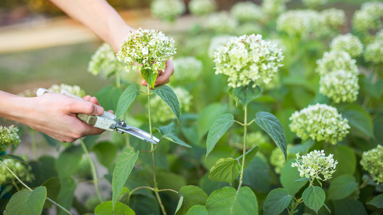 person trimming hydrangea shrub