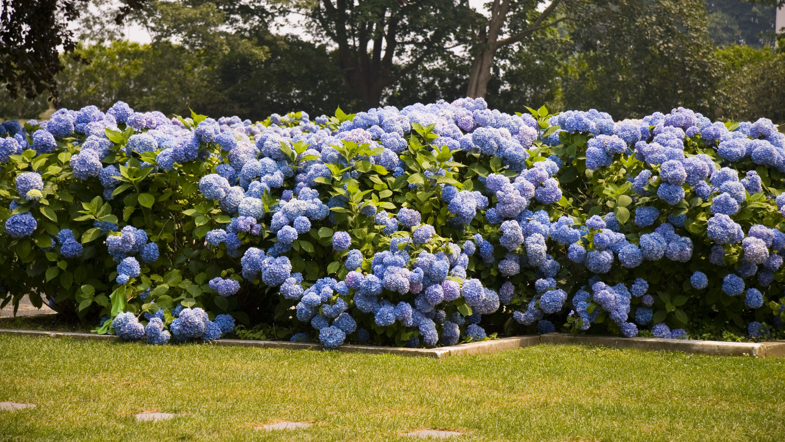 Shape Hydrangeas Into A Stunning Privacy Hedge With This Guide