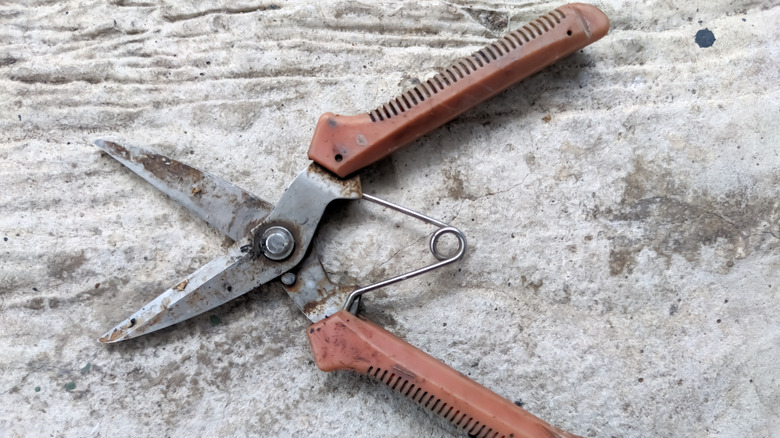 close up of a pair of dull gardening shears
