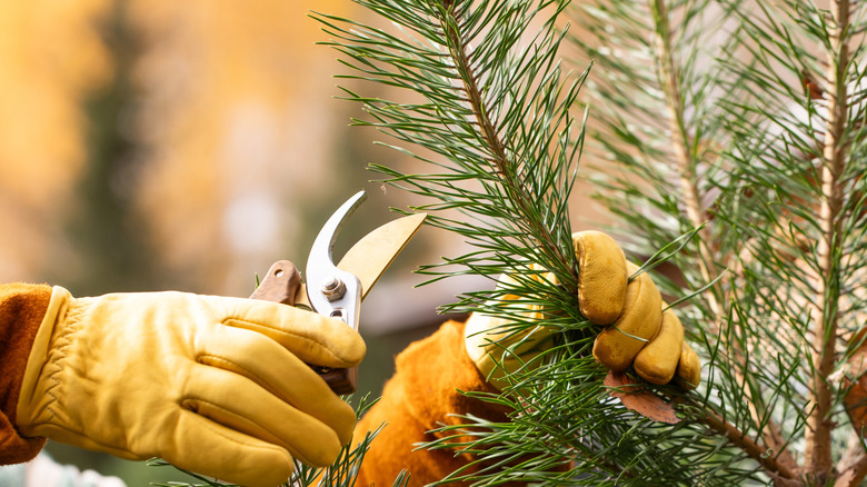 Handheld garden shears trimming branch of pine tree.