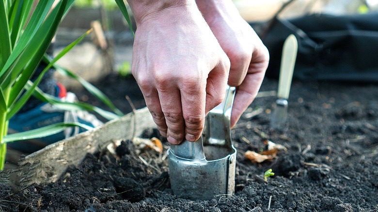 Close-up of a person using a bulb planter in a garden bed