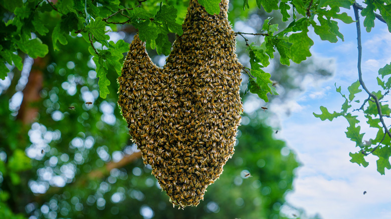 A swarm of bees hanging from a tree
