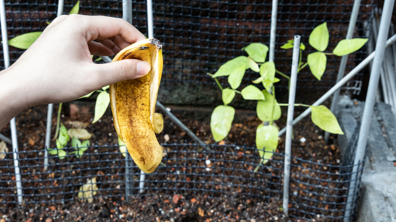 A hand holding a banana peel out in the vegetable garden