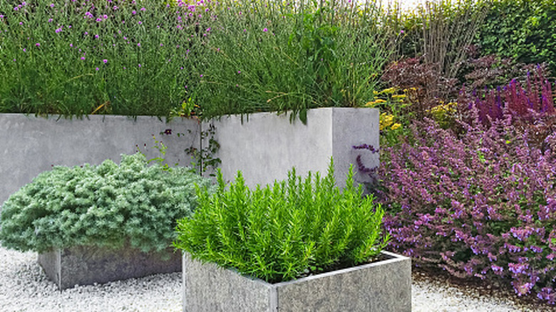 Flowering plants, herbs, and succulents are growing in raised concrete garden beds on a gravel patio.