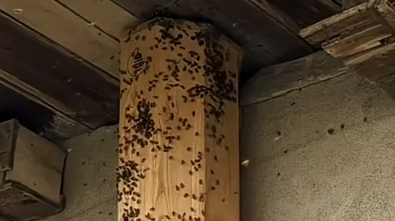 The DIY beehive fitted in a shed and populated by bees