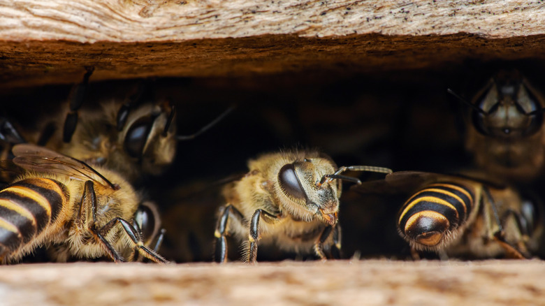 Bees making a home in a man-made hive