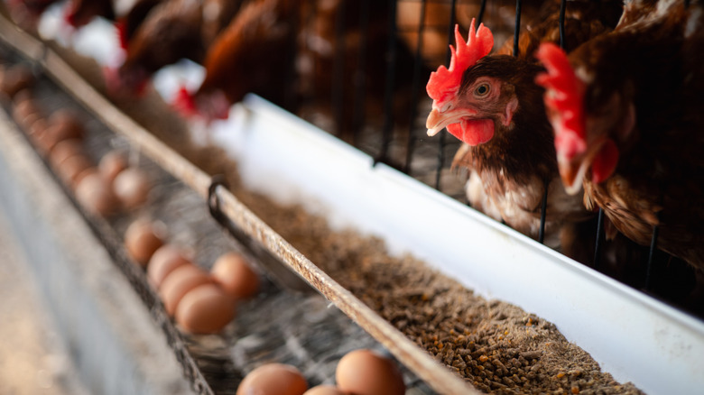 chickens standing at a chicken feeder