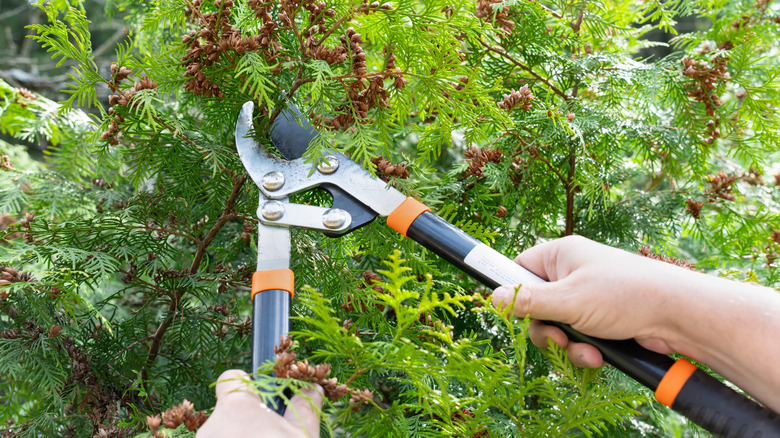 A gardener uses pruners to selectively cut branches on a shrub.