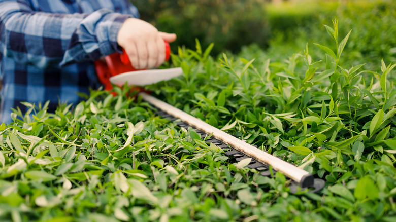 A gardener uses electric shears to trim the top of a hedge flat.