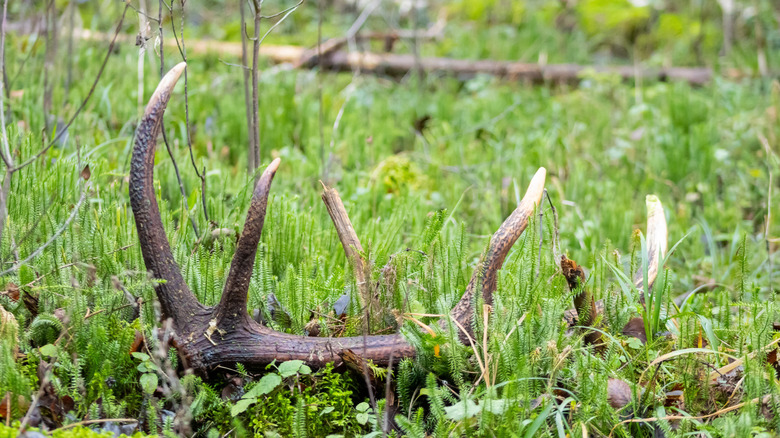 Closeup of deer antler sheds in the woods