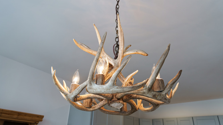 Closeup of a deer antler chandelier handing from a ceiling