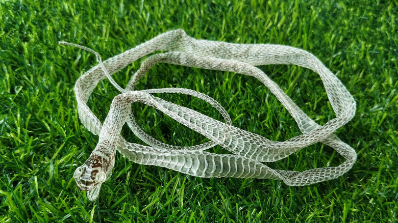 Snake skin on grass