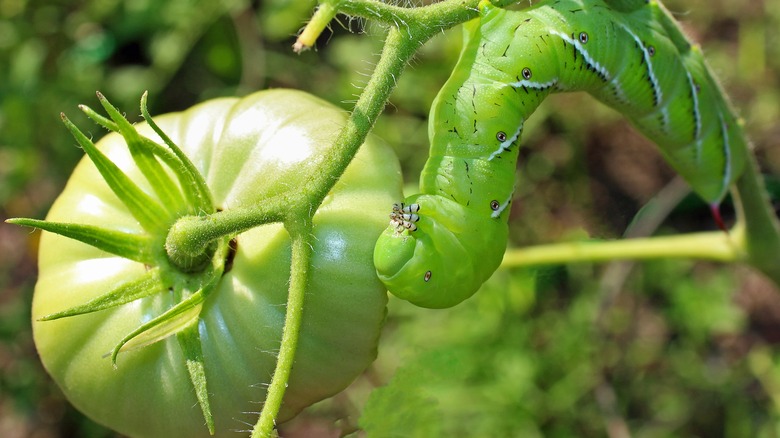 Tomato hornworm camoflauged with plant