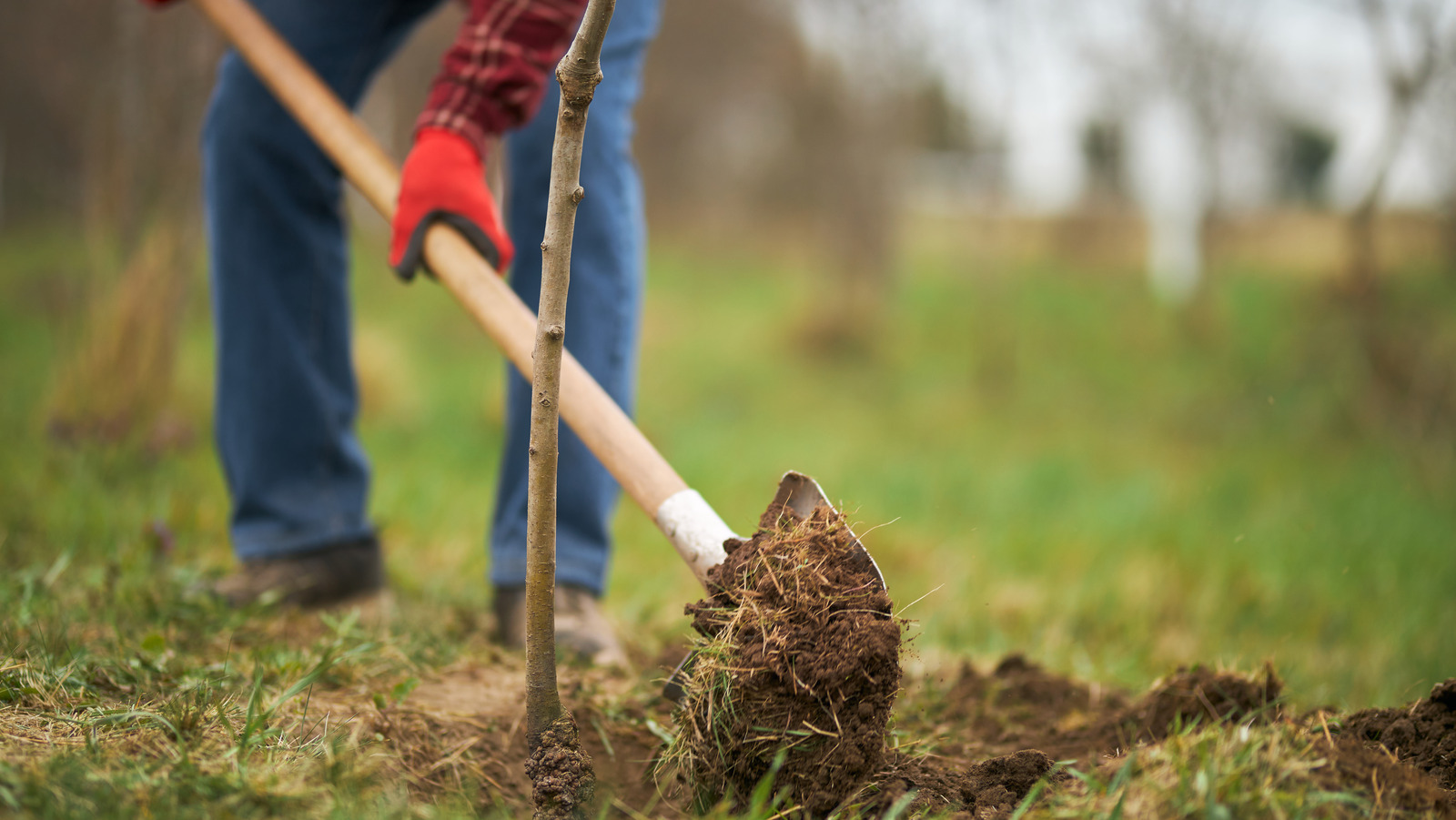 Short Lived Trees Vs Long Lived Trees: Which Should You Plant In Your Yard? Short Lived Trees Vs Long Lived Trees: Which Should You Plant In Your Yard?